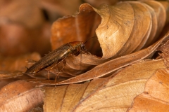 Ectobius vittiventris