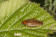 Ectobius vittiventris