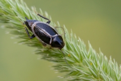 Phyllodromica marginata