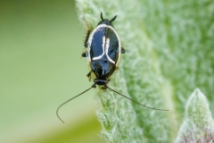 Phyllodromica marginata