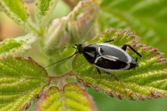 Phyllodromica marginata