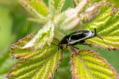 Phyllodromica marginata