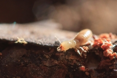 Reticulitermes lucifugus