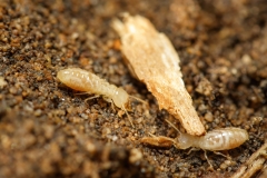 Reticulitermes lucifugus