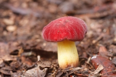 Xerocomellus redeuilhii