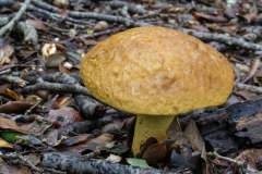 Leccinellum lepidum
