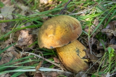 Suillellus luridus