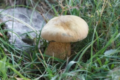 Suillellus luridus