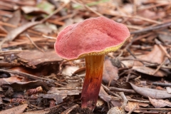 Xerocomellus redeuilhii