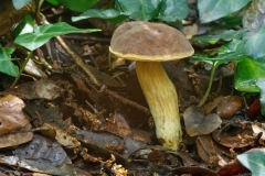 Xerocomus sp