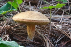 Xerocomus sp