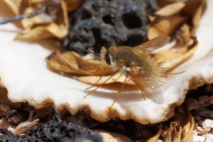 Anastoechus latifrons