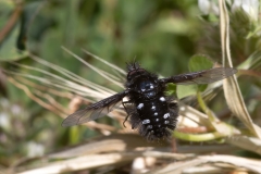 Bombylella atra