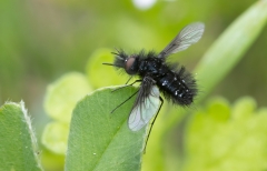 Bombylella atra