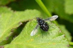 Bombylella atra