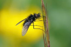 Bombylella atra