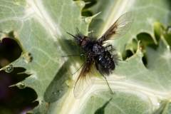 Bombylella atra