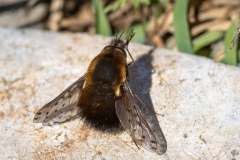 Bombylius discolor