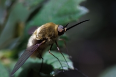 Bombylius major