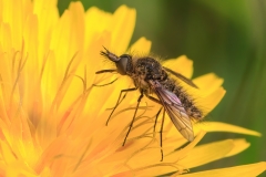 Conophorus sp
