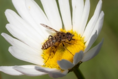 Cyllenia rustica