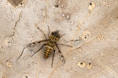 Cyllenia rustica