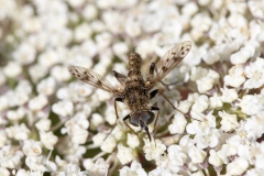 Cyllenia rustica