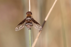 Exhyalanthrax afer