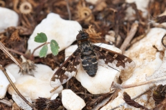 Exoprosopa jacchus