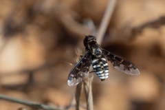 Exoprosopa jacchus