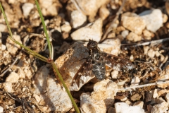 Exoprosopa sp
