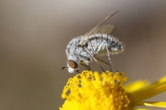 Geron sp