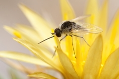 Geron sp