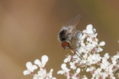 Geron sp