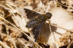 Hemipenthes morio