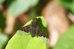 Hemipenthes morio