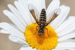 Lomatia belzebul