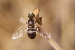 Micomitra iris