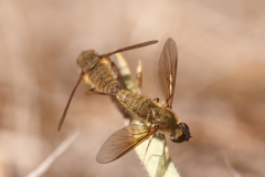 Petrorossia sp