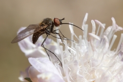 Phthiria sp