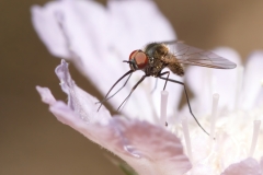 Phthiria sp