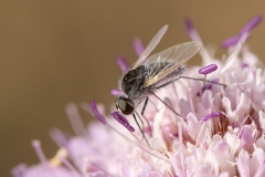 Geron sp