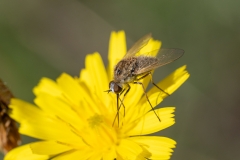 Geron sp