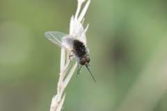 Geron sp