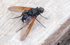 Satyramoeba hetrusca