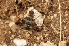 Thyridanthrax sp