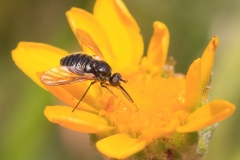 Usia sp