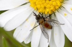 Usia versicolor