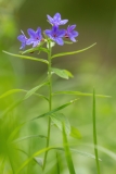 Aegonychon purpurocaerulea