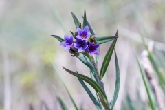 Aegonychon purpurocaeruleum